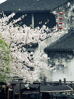 Sarah`acai采集到知画·古香