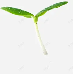 豆芽 绿色 豆芽 豆苗 元素 免抠png 设计图片 免费下载 页面网页 平面电商 创意素材