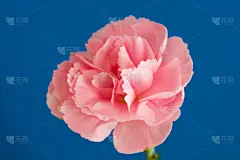 康乃馨,蓝色背景,粉色,美,贺卡,留白,水平画幅,消息,无人,特写