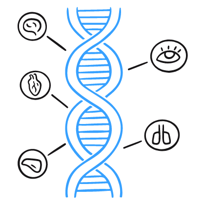 DNA 插图 - 自由透明 PNG，SV...