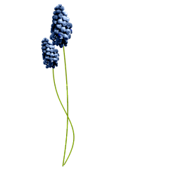 juan583采集到花花草草