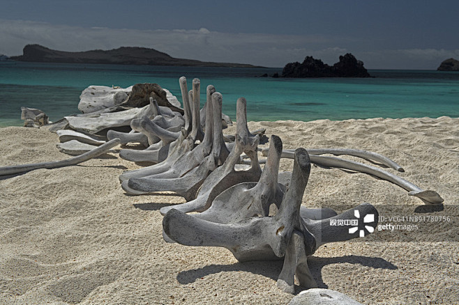 A whale skeleton at ...