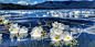 每年海藻花盛开的时候，就是泸沽湖最美的时间，祝咱们半山阳光一周岁生日快乐 ​​​​