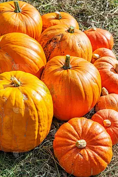 自然秋景南瓜生态农场背景。鼓舞人心的十月或九月壁纸。季节的变化，成熟的有机食品概念。万圣节派对感恩节