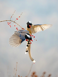 墨崖采集到Birds