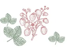 手绘草莓
