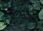 Foliage, green, leaf and woodland HD photo by sydney Rae (@srz) on Unsplash : Download this photo in Mexico by sydney Rae (@srz)