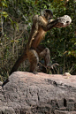 灵长目·卷尾猴科·卷尾猴属：胡须僧帽猴