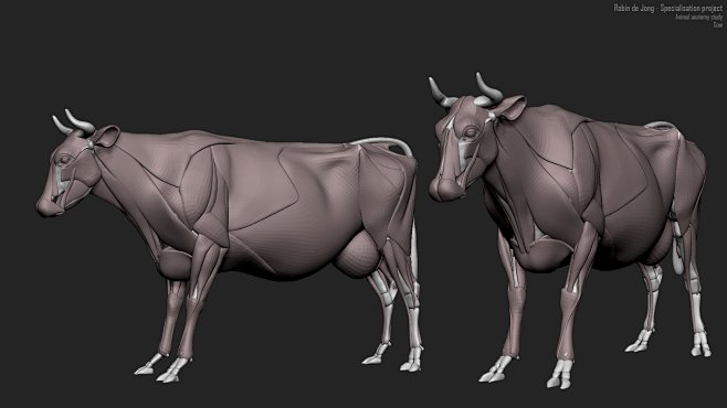 cow anatomy study, R...