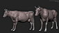 cow anatomy study, Robin de Jong : This model is part of animal anatomy research I am doing for my specialisation project at school (creature design). Sculpted in Zbrush.