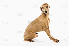意大利灵缇犬