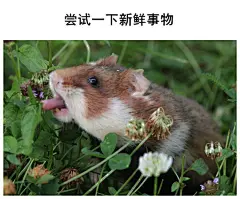 心情不太好 那就来一起看看野生仓鼠吧 ​​​​