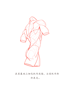 盐马采集到躯干肌肉