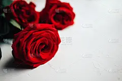 玫瑰,一个物体,纹理,红色,白色,背景,灰膏,自然美,留白,贺卡