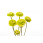 Green Kermit Chrysanthemums (Mums) - Spring Wedding Flowers - Wedding Flowers | Flower Muse
