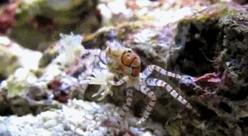 花纹细螯蟹Lybia tessellat...