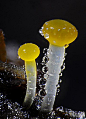 Olympus BioScapes International Digital Imaging Competition | Gallery 2010 - Mr. Mike Crutchley