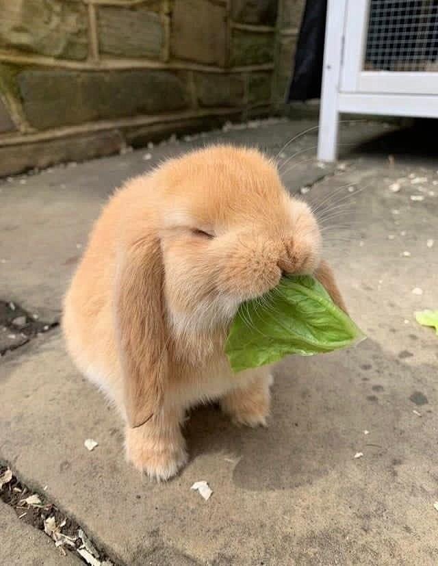 兔子 题材来源于微博
