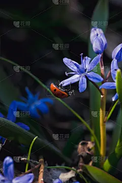 贺卡,红色,野风信子,春天,瓢虫,色彩鲜艳,复活节,甲虫,草,小的