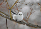 据说是世界上最呆萌的鸟类——银喉长尾山雀（Aegithalos caudatus）可爱小精灵，白色的，洁白无瑕，毛茸茸的