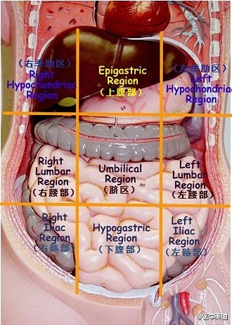 腹部九分法（清楚显示各个分区脏器分布）