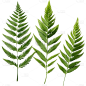 植物绿叶叶子