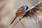 文须雀 Panurus biarmicus 雀形目 文须雀科 文须雀属
Bearded Tit by Raymond Gloden on 500px