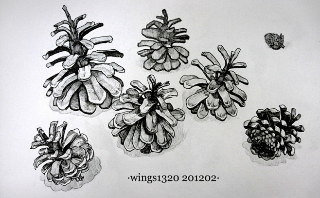 wings1320  的插画 两张植物白...