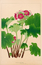 Chigusa Soun Flowers of Japan Woodblock Prints 1900