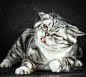 【定格喵星人爆笑甩头照】摄影师Carli Davidson过去曾经拍摄过狗狗的定格照，这次她则是将拍摄目标放在了同样大受欢迎的猫咪身上，拍摄了名为《Shake Cats》的作品。@北坤人素材