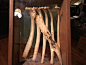 图片故事：被射中的鹿骨架标本，肋骨周围骨质钙化包裹了箭身。 ​​​​