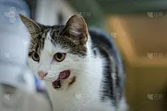 吃完饭后舔嘴唇的虎斑猫。