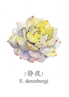 静夜（Echeveria derenbergii），景天科拟石莲花属，喜温暖、干燥和通风的环境，喜光，耐旱，耐寒、耐半荫，怕热，忌水湿，忌烈日暴晒，无明显休眠期。栽培要点：生长适温15-25度，冬季不低于5度；配土一般用泥炭+蛭石+珍珠岩各一份，并添加适量的骨粉，也可用腐叶土3份、河沙3份、园土1份、炉渣1份混合配制；生长期浇水干透浇透，空气干燥时可向植株周围洒水，但叶面，特别是叶丛中心不宜积水，否则会造成烂心，夏季要适度遮阴，通风及节水；生长期施肥一般每20天左右一次；繁殖方式一般有分株、扦插和播种繁殖