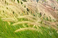 草,白色,日光,正面视角,美,褐色,水平画幅,无人,夏天,户外