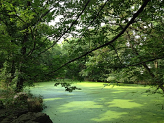 陳z小姐采集到生态湖