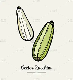 西葫芦手绘插图集。时髦的南瓜插图。孤立的绿色西葫芦素海报