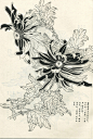 菊谱---白描菊花(70p)陆续发,朋友们共赏 - 【工笔画素材】 - 【中国工笔画论坛】 |工笔画|工笔画视频|工笔花鸟|工笔山水|工笔人物|