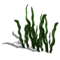 水草
