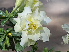 近的黑斑羚百合，比格尼花，假杜鹃，沙漠玫瑰花。