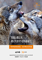 滴滴×《地球四季》：森林里的动物们有话对你说