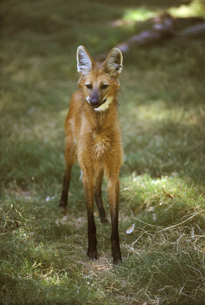 食肉目犬科犬亚科鬃狼属鬃狼