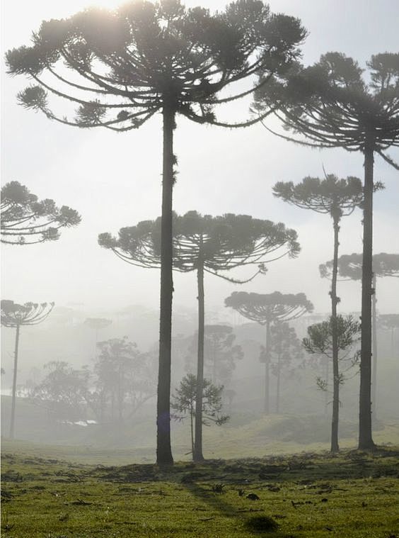 Field of araucaria p...