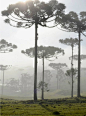 Field of araucaria pine trees - Southern Brazil.: 