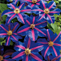 Clematis-Hybride Etoile de Malicorne在线kaufen bei Ahrens + Sieberz： 