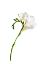 水仙 花