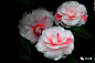 茶花，“十大名花”中排名第八，世界名花之一