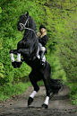 Handsome black horse rearing up.