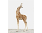 Baby Animal Pictures_Baby Giraffe0 -Sharon Montrose: 