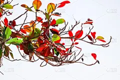 孟加拉杏仁，印度杏仁，橄榄树皮树，海杏仁，热带杏仁，伞树(Terminalia Catappa)在热