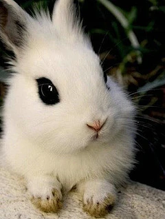 顽兔之玩转萌兔~